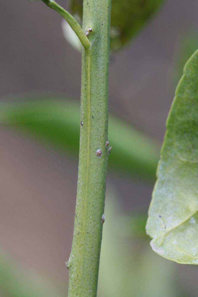            First year twig (Riverside, CA)   